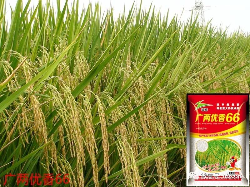 7dcbf4ca2a09cd5336c44a7487奧術(shù)大師大a164a_副本.png